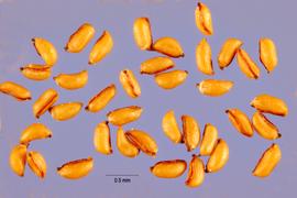   Seeds:   Ludwigia alternifolia ; Photo by J. Hernández, USDA-NRCS Plants Database
